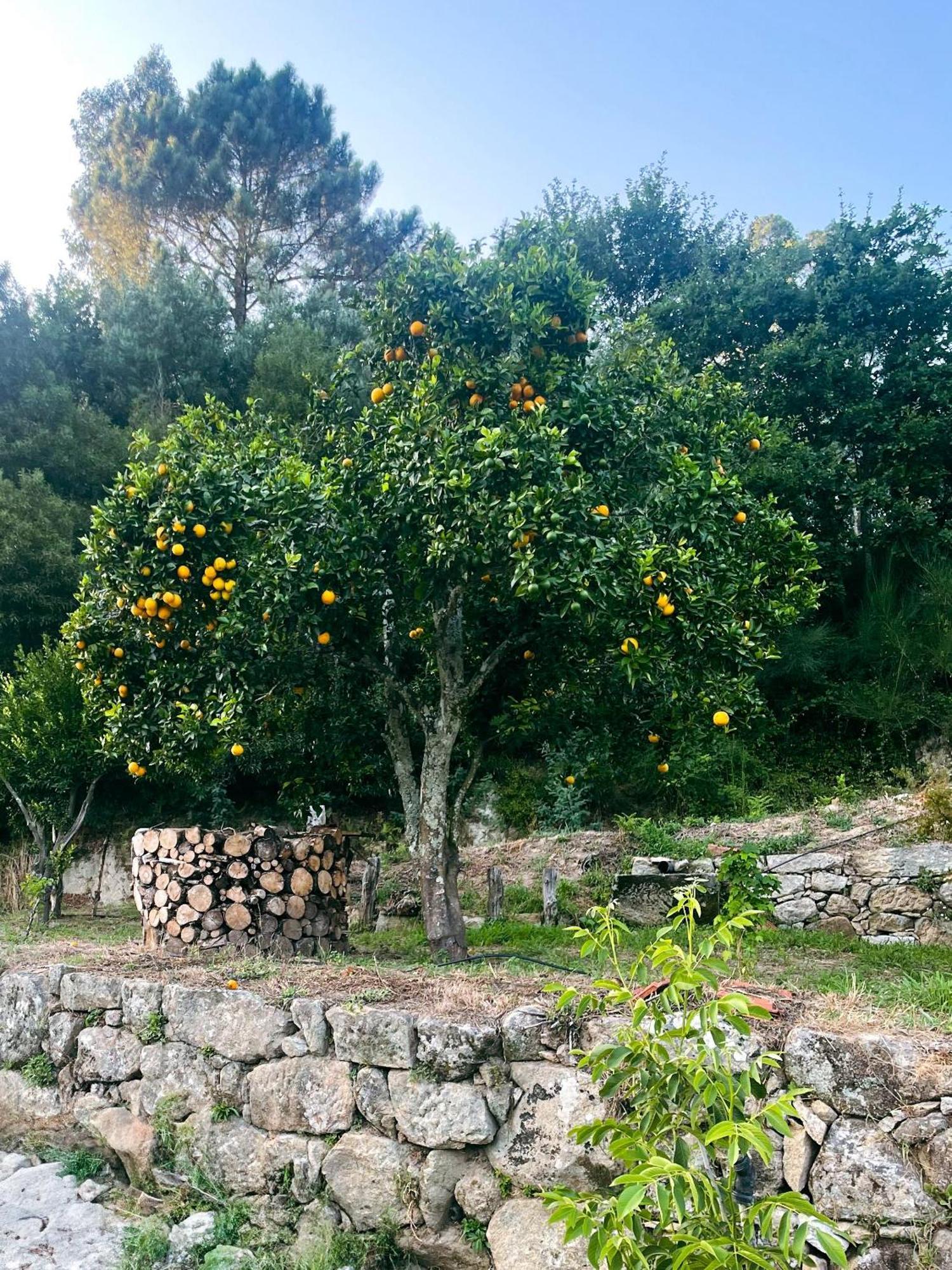 Nascente, Place In Nature Next To A Waterfall Loureiro  ภายนอก รูปภาพ